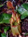 Nepenthes veitchii2.jpg